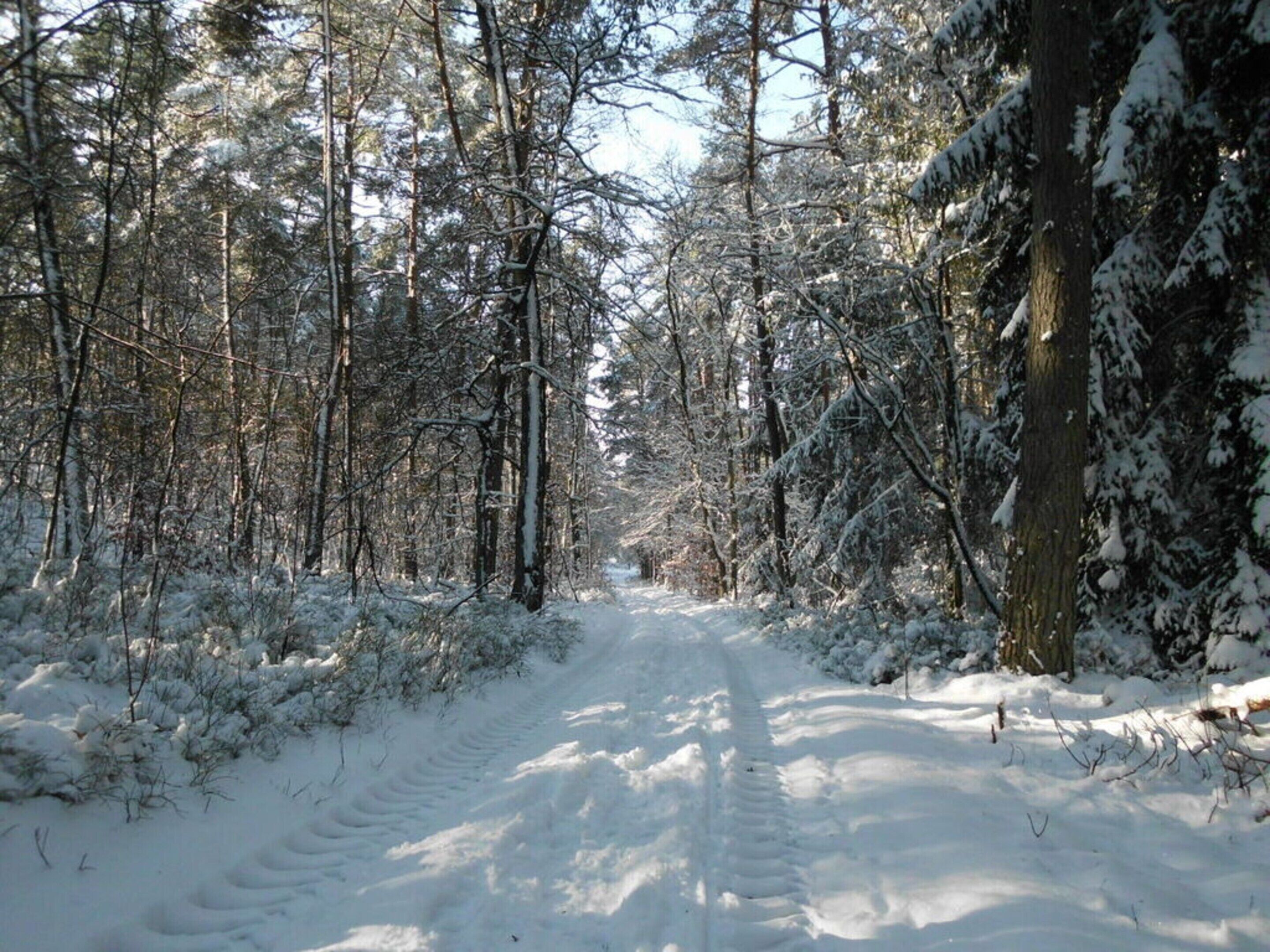 Ein verschneiter Waldweg.