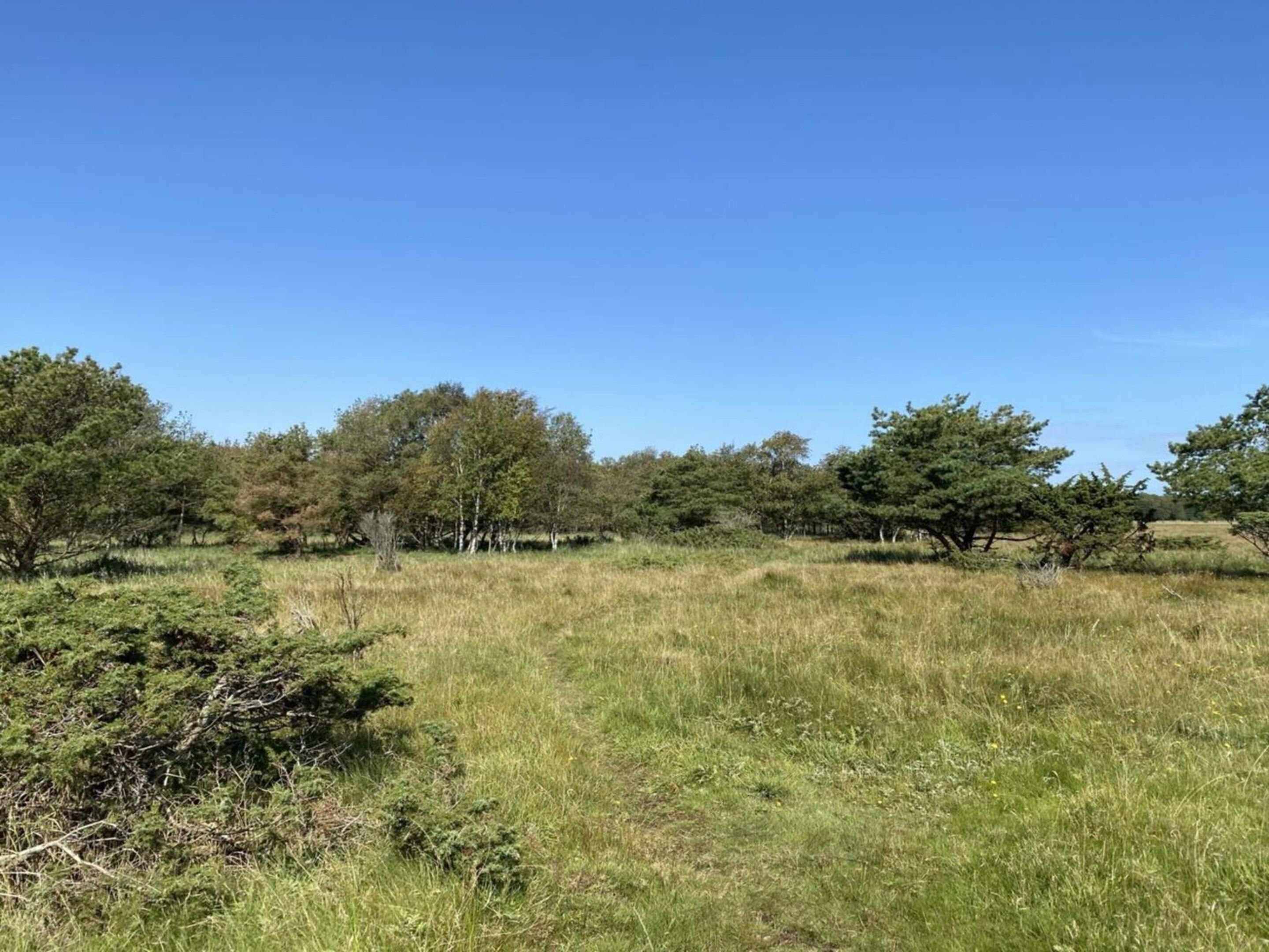 A grassy field with scattered trees and a clear blue sky.