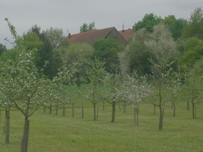 A rural landscape with a house on a hill, surrounded by flowering trees and a grassy field. - Apartment in Tauberbischofsheim (Tauberbischofsheim)