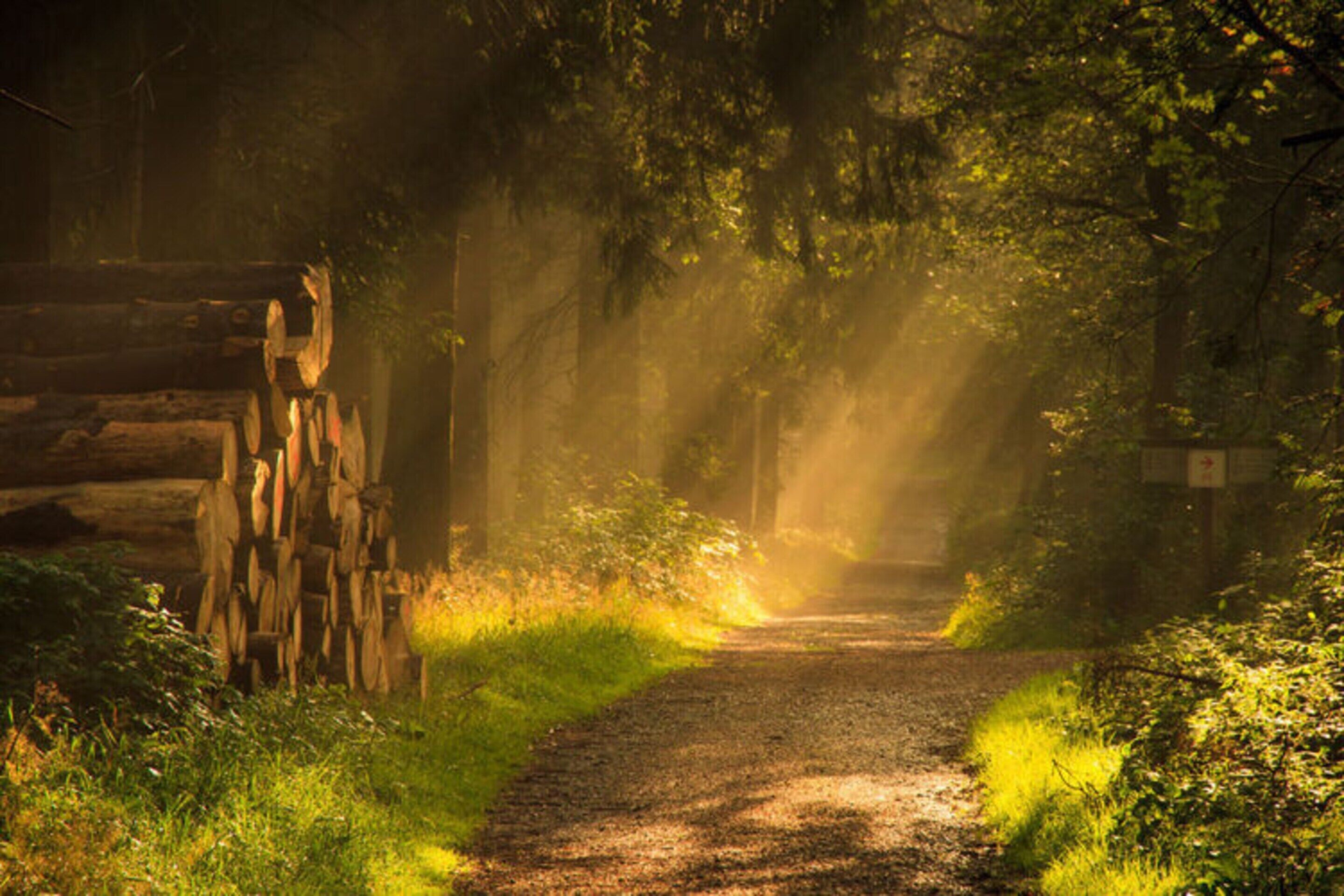 Ein Waldpfad mit einer Holzhütte links und Sonnenlicht, das durch die Bäume scheint.