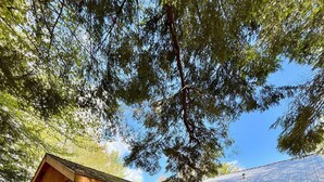 Una cabaña de madera con un porche y una pequeña terraza, rodeada de árboles y un cielo despejado.