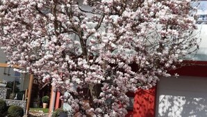 A building with a large flowering tree in front. - Holiday Apartment Magnolia (Ockfen)