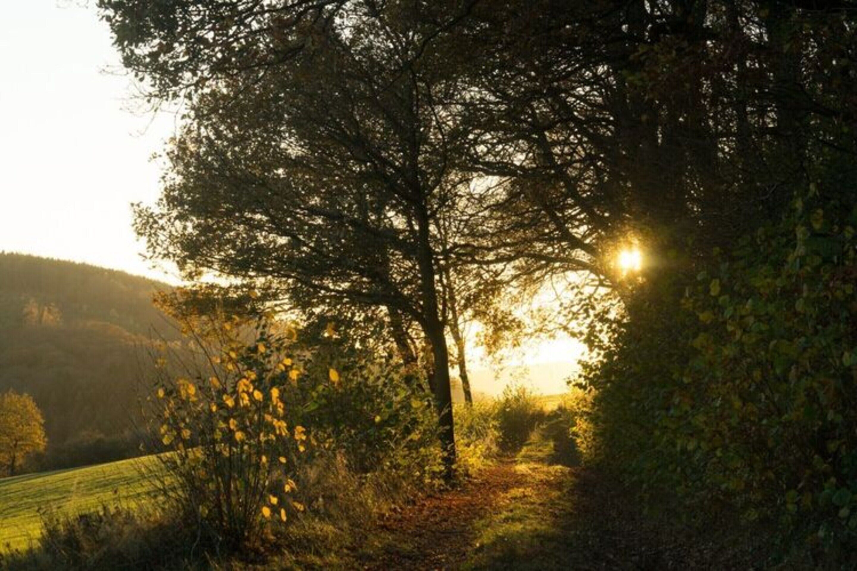 A pathway through a wooded area with sunlight filtering through trees.
