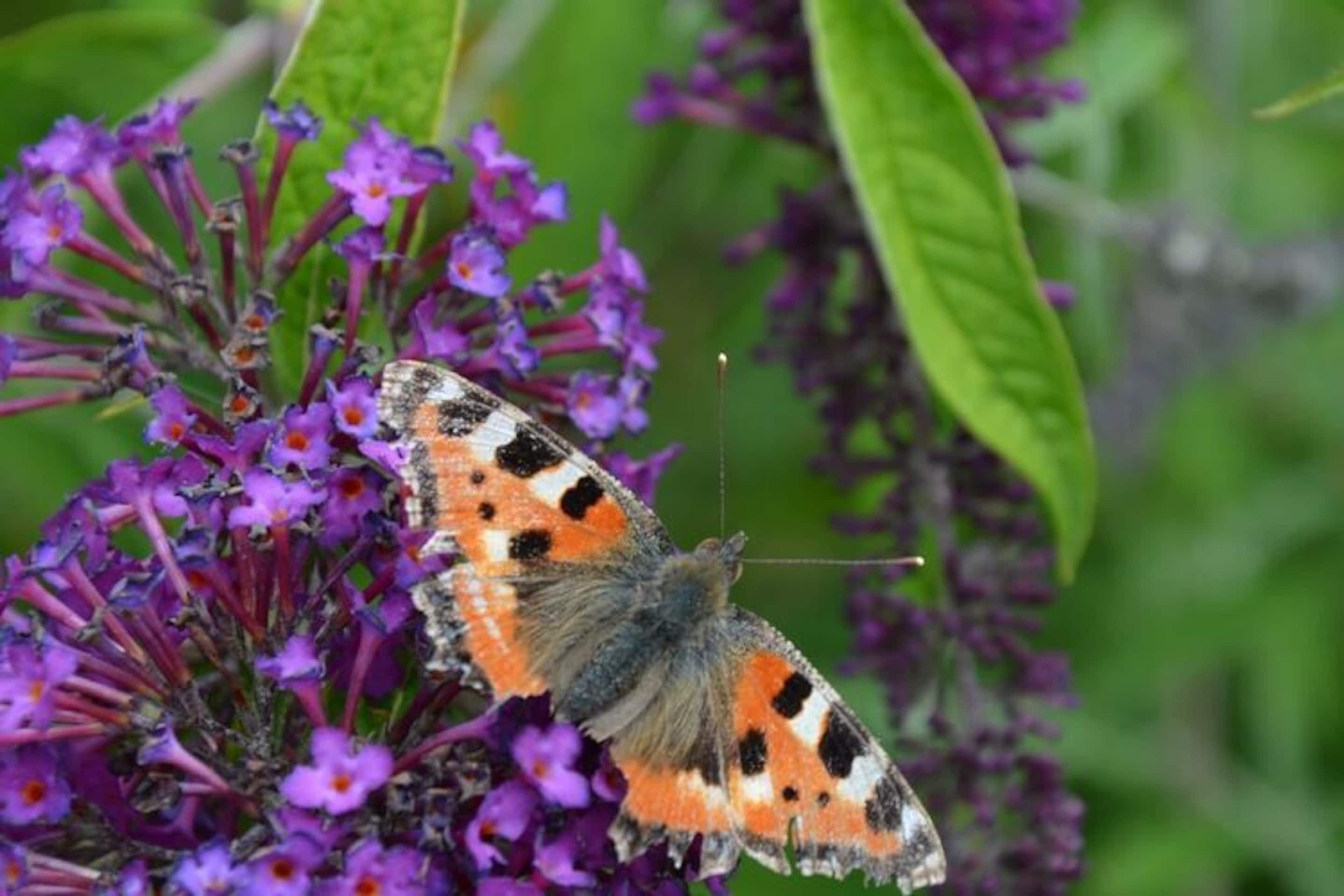 A butterfly on purple flowers.