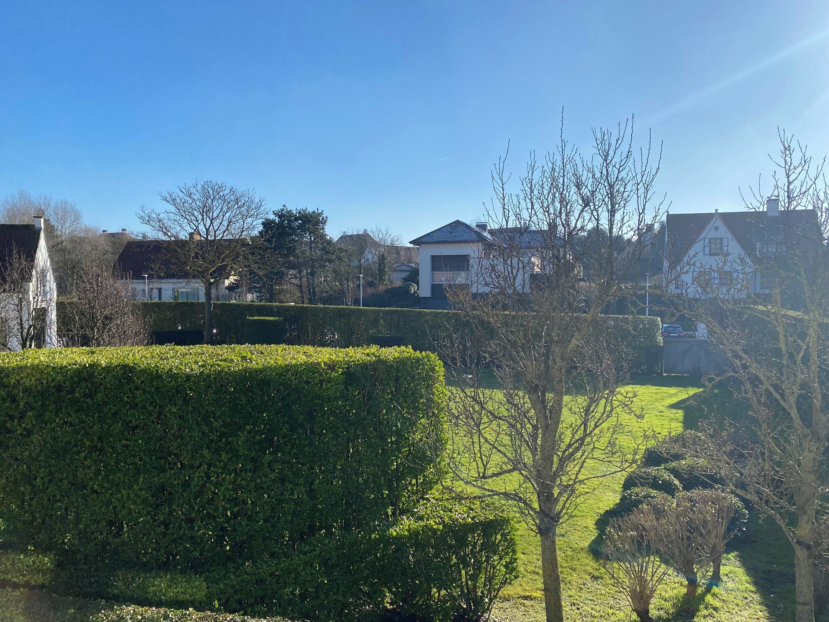 Un barrio residencial con casas, setos y un árbol.