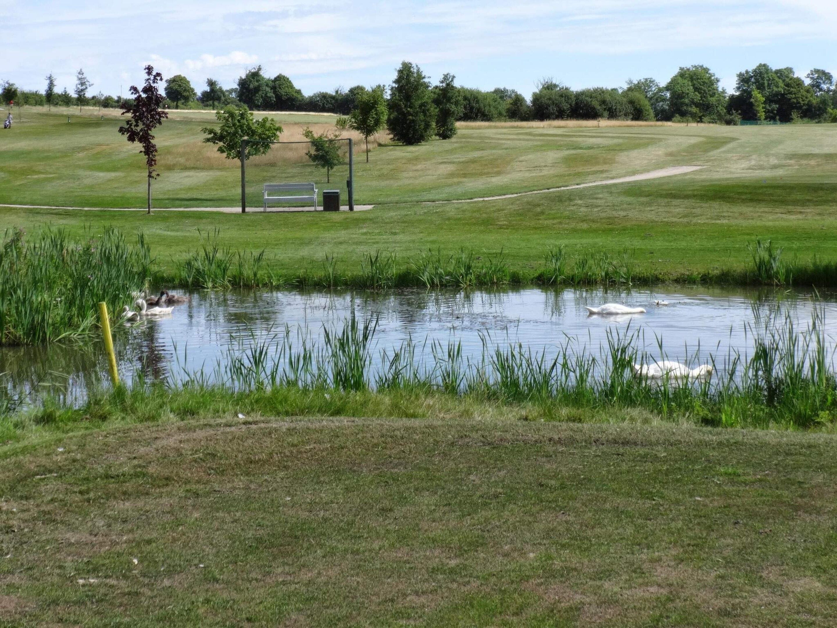 A grassy field with a pond, a bench, and a tree.