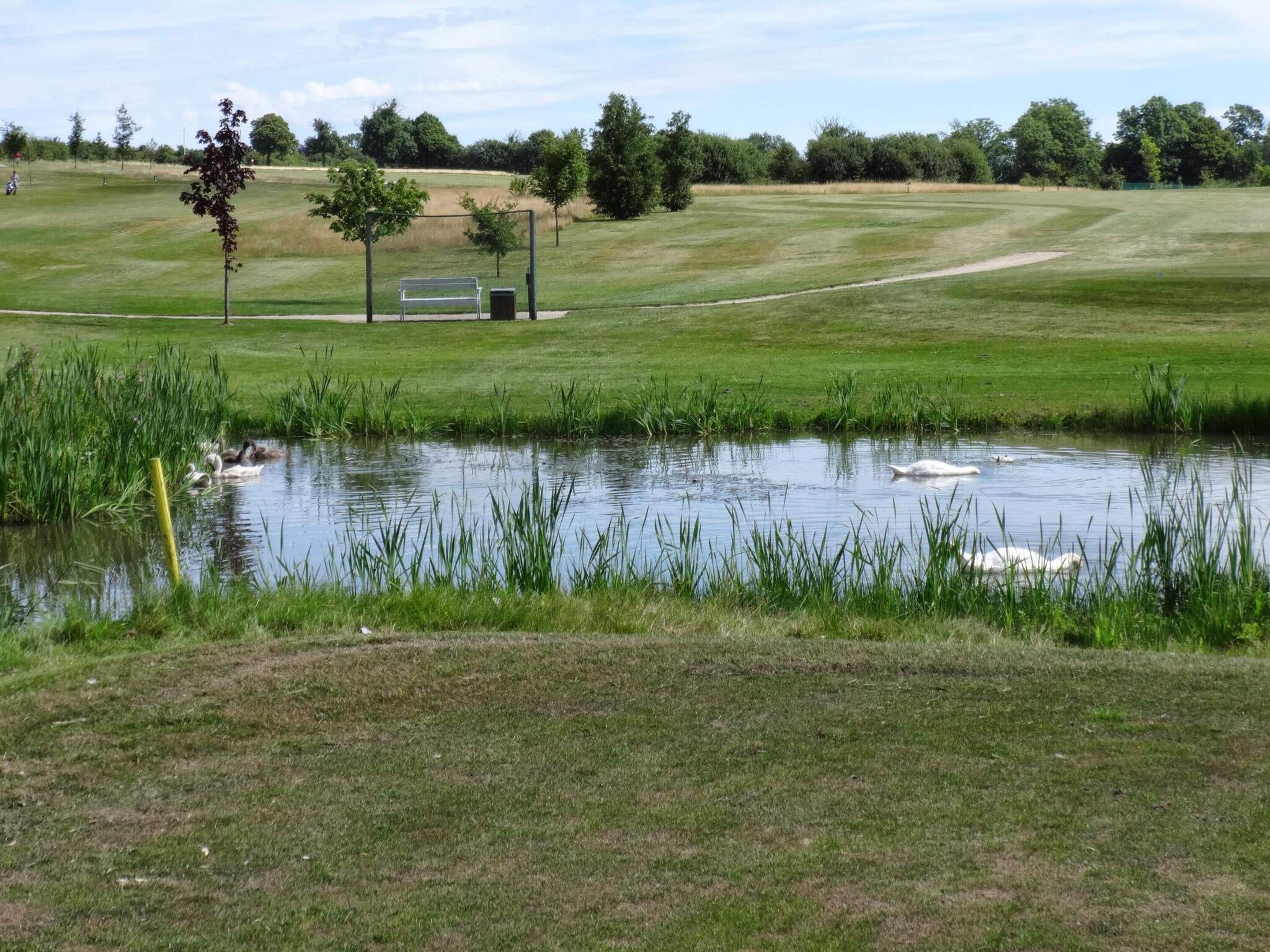 A grassy field with a pond, a bench, and a tree.