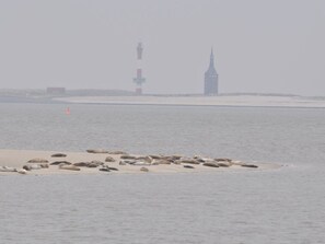 Beach - Little Beach Flea Comfortable Holiday Residence (Wangerooge)