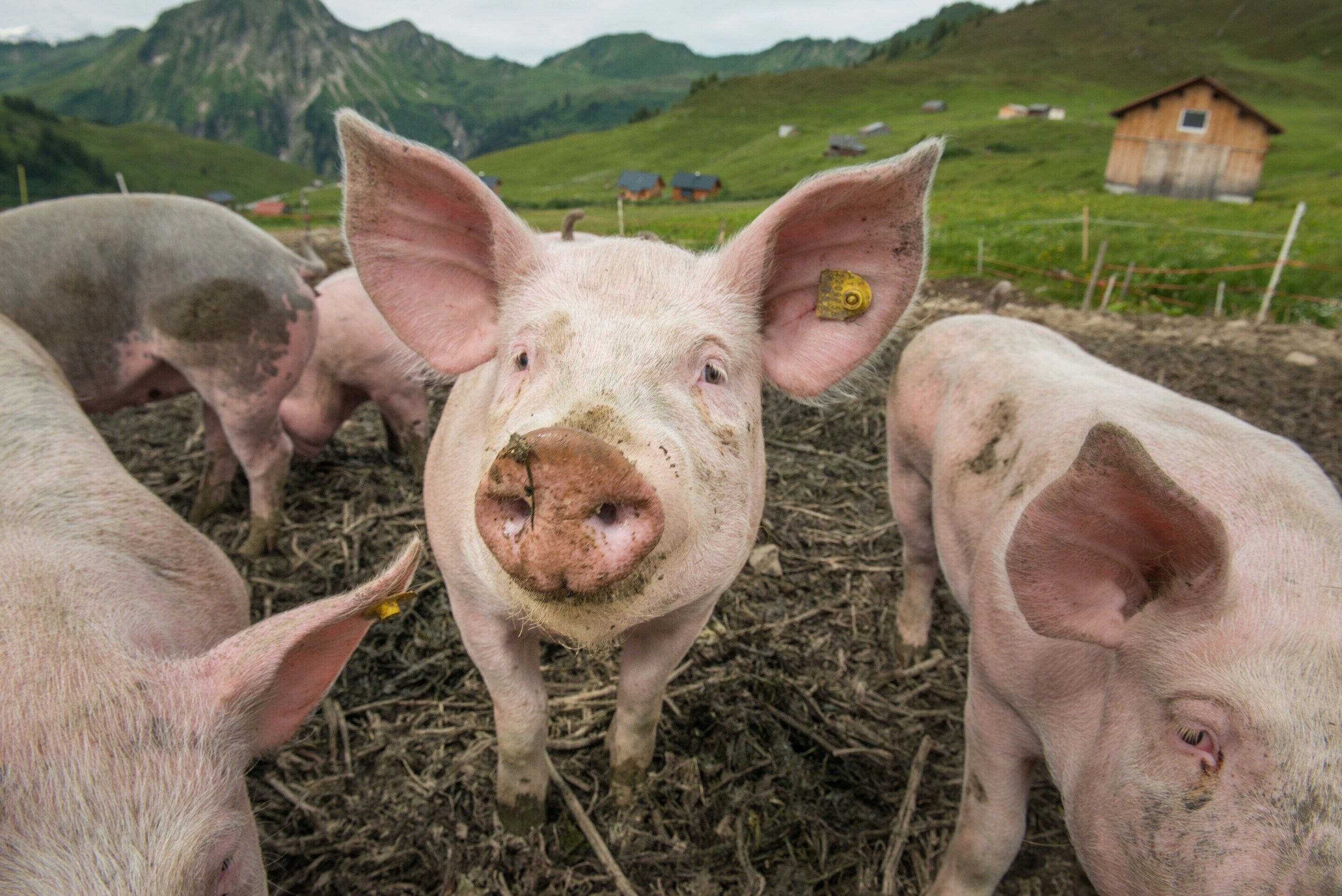 A group of pigs in a pen with hay on the ground and a mountainous landscape in the background.