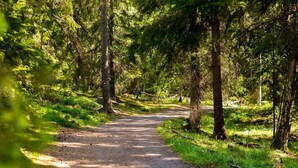 Un sentier forestier bordé de grands arbres et de verdure.