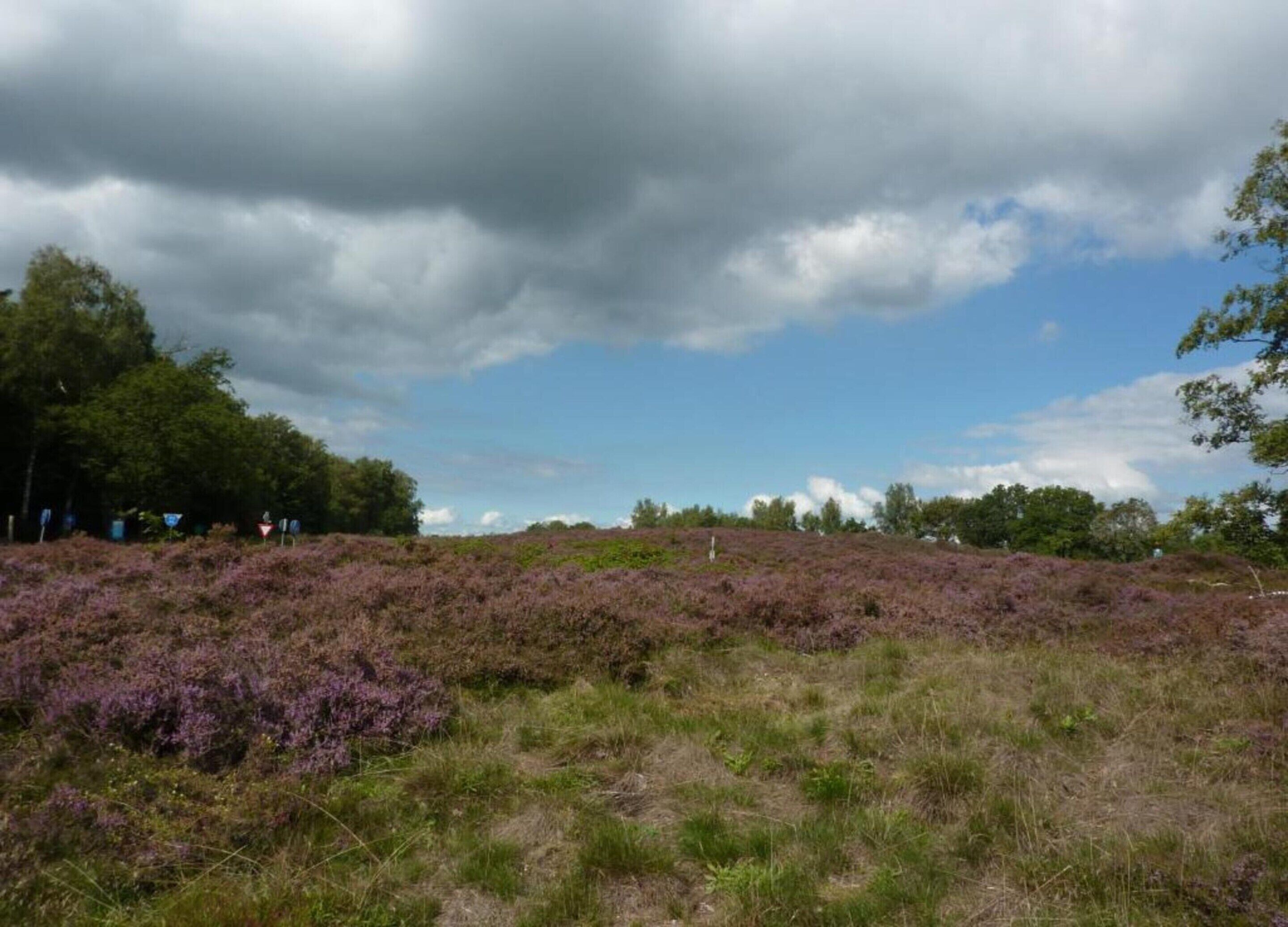 Een natuurlijk landschap met heide en bomen onder een bewolkte lucht.