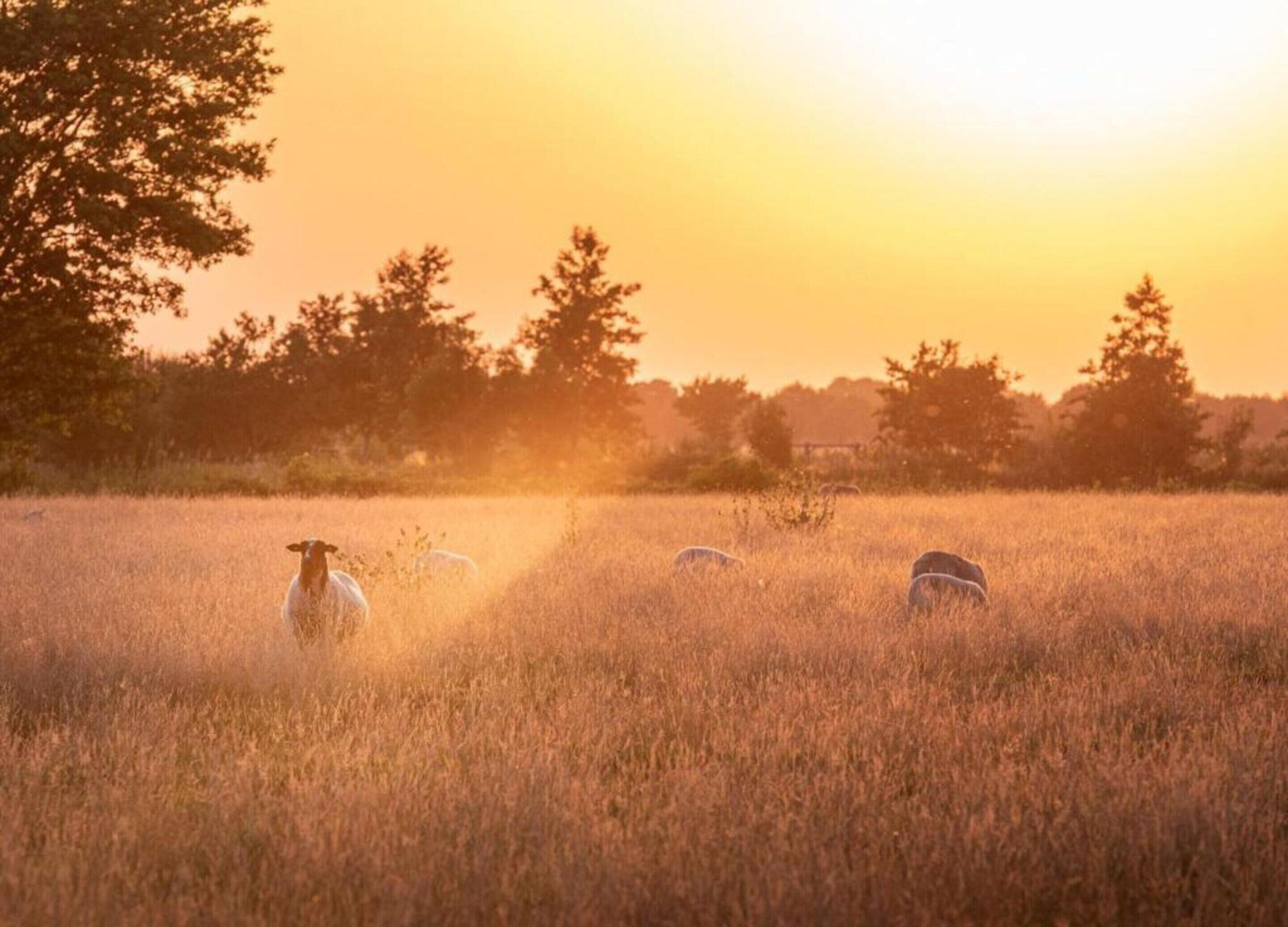 Een veld met schapen die grazen tijdens de zonsondergang.