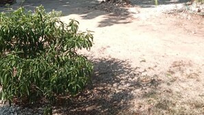 Property grounds - Captivating 1-bed House in West End Negril (Negril)