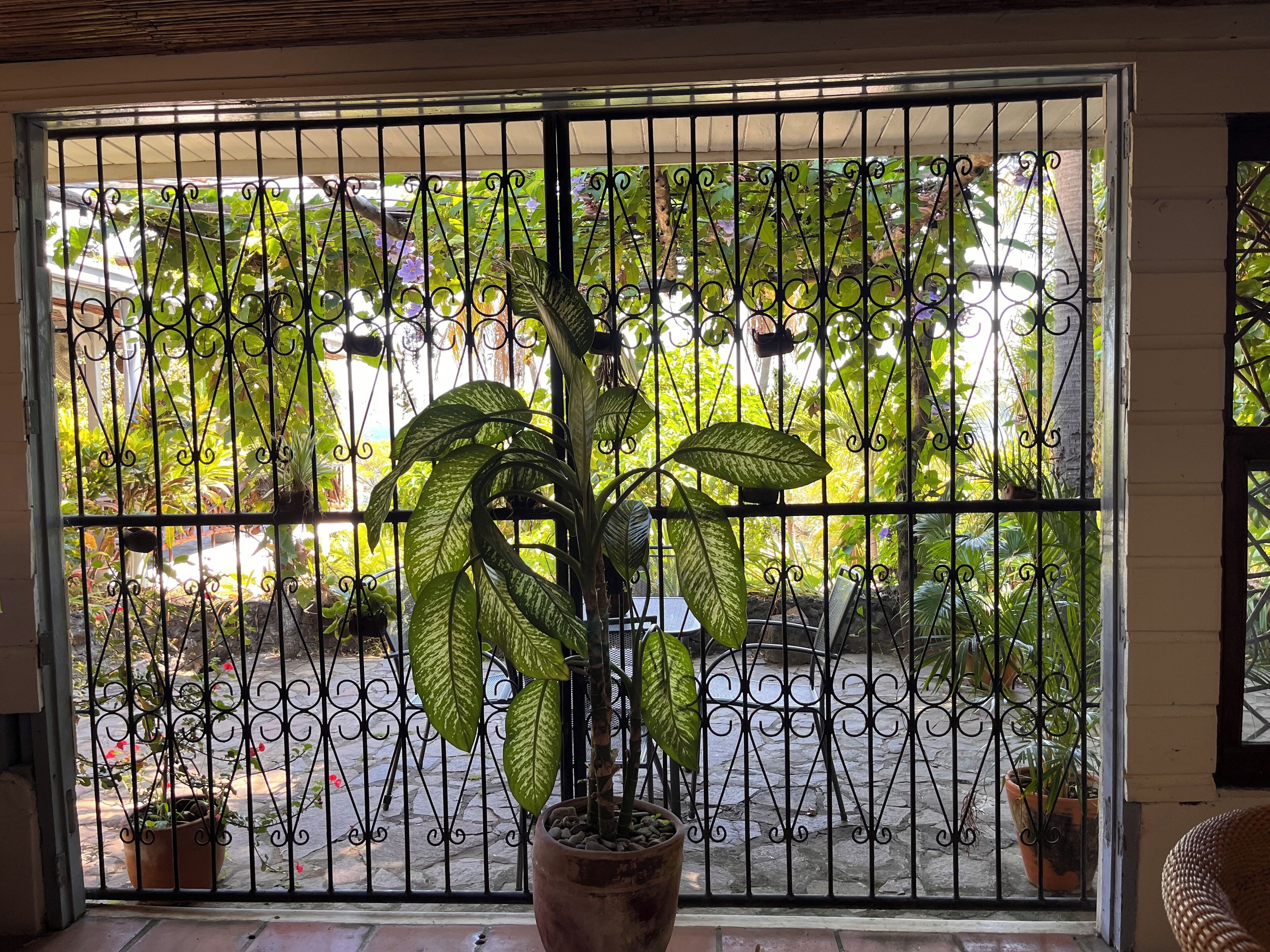 A potted plant in front of a barred window with a view of a street and greenery.