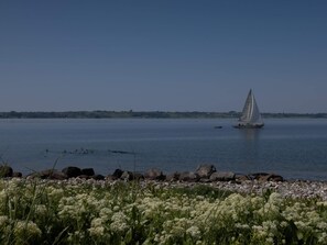 Un lago sereno con un velero, rodeado por una orilla rocosa y flores blancas.