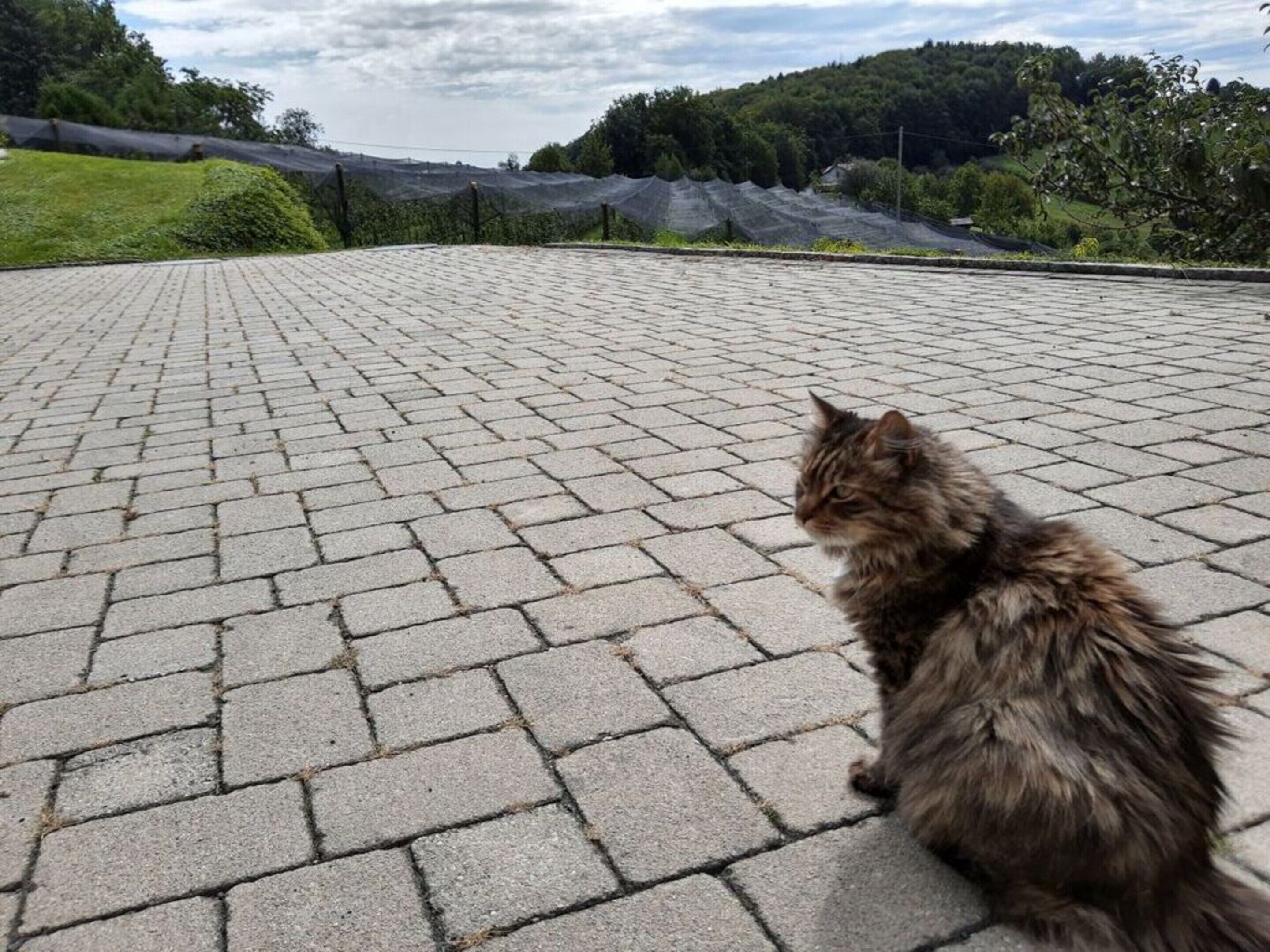 A cat sitting on a paved surface with a view of a green landscape and trees in the background.