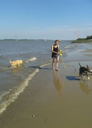 A beach scene with a person holding a yellow ribbon and two dogs, one in the water and one on the sand. - Tina Comfortable Holiday Residence (Jork)