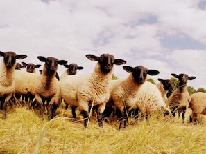 A group of sheep standing in a field. - Apartment in Schotten-betzenrod (Schotten)