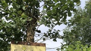 A sign for 'Ferienhaus' with a tree illustration and a QR code. - Holiday Home Osteland (Estorf)