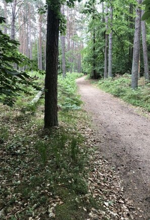 En skovsti med høje træer og tæt underskov.