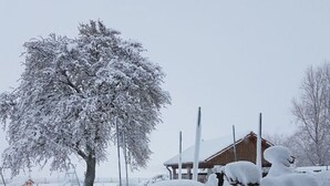 A snow-covered landscape with a large tree, a wooden building, and a small structure in the background. - Fabian Comfortable Holiday Residence (Wieck auf dem Darss)