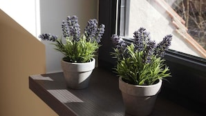 Two potted plants on a window sill. - Holiday Apartment III Bjork (Münchehofe)