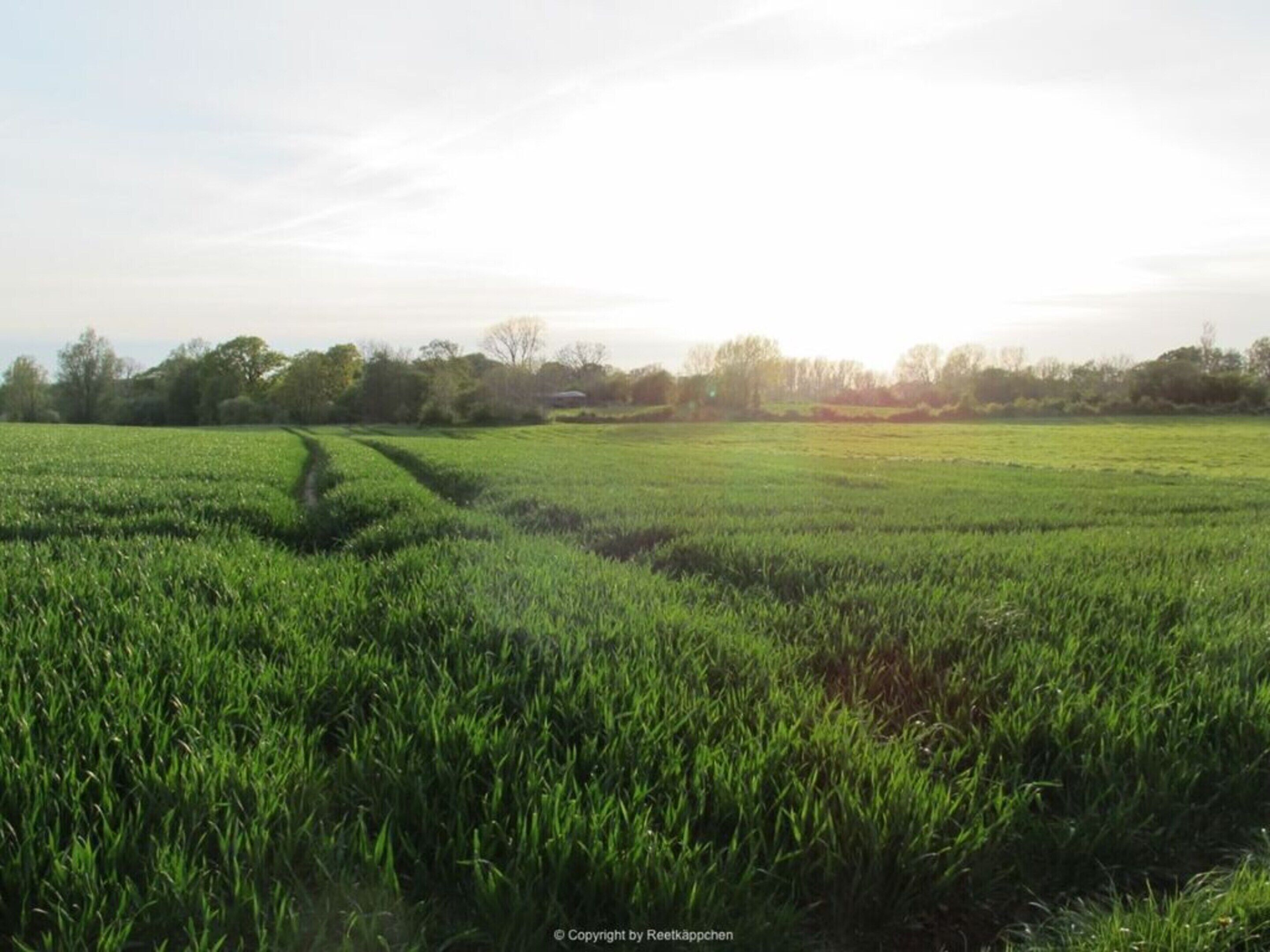 Een uitgestrekt groen veld met een smal pad erdoorheen.