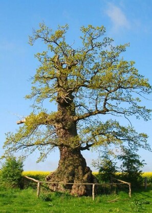 A large tree with a thick trunk and sprawling branches, surrounded by a grassy field and a fence. - Anne's Holiday Home by the Lake (Belau)