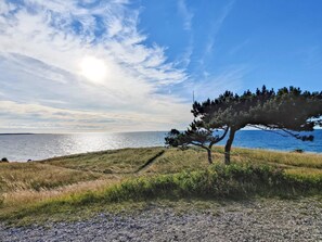 A coastal landscape with a prominent tree, a gravel path, and a body of water in the background. - 5 Star Holiday Home in Hundested (Hundested)