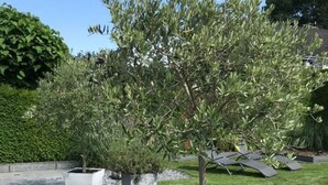 A tree with a dense canopy, a concrete planter, and a lawn with a metal sculpture. - Holiday Apartment Summer Breeze (Bad Zwischenahn)