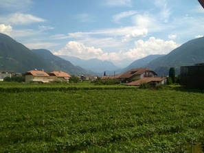 A vineyard with rows of grapevines and houses in the background. - Magdalena at the Urbanhof (Bolzano)