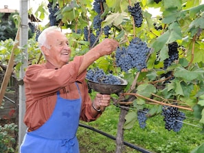 A person harvesting grapes from a vine. - Magdalena at the Urbanhof (Bolzano)