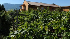 A vineyard with rows of grapevines in front of a house with a sloped roof and a wooden fence. - Magdalena at the Urbanhof (Bolzano)
