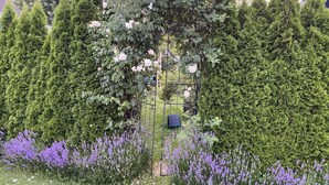 Ein Garten mit einem Metallzaun, umgeben von hohen Nadelbäumen und Lavendelpflanzen.