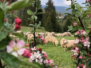 Eine Schafherde weidet auf einer grasbewachsenen Wiese mit blühenden Blumen im Vordergrund.
