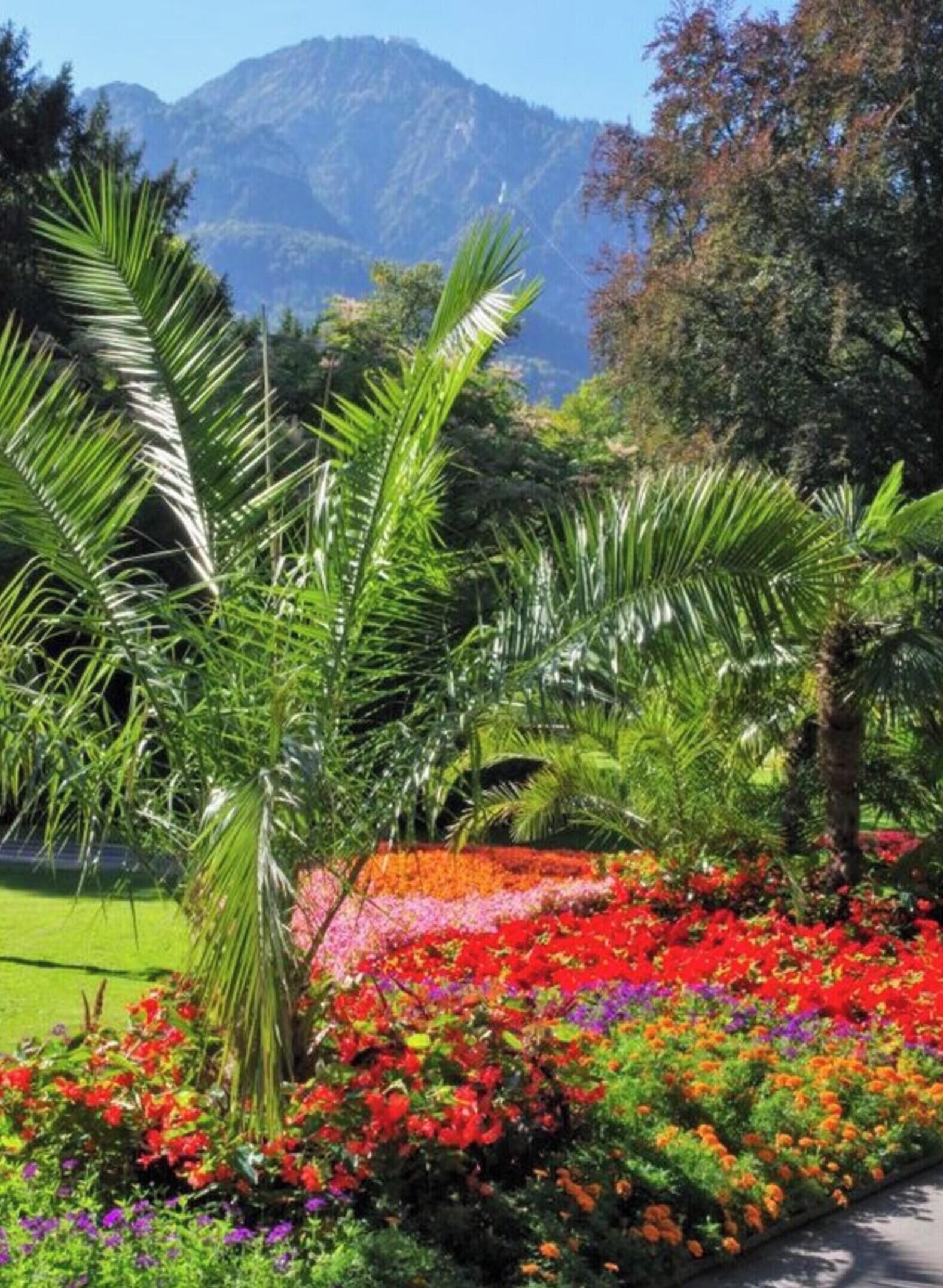 A garden with a variety of colorful flowers and tall palm trees, with a mountain in the background.
