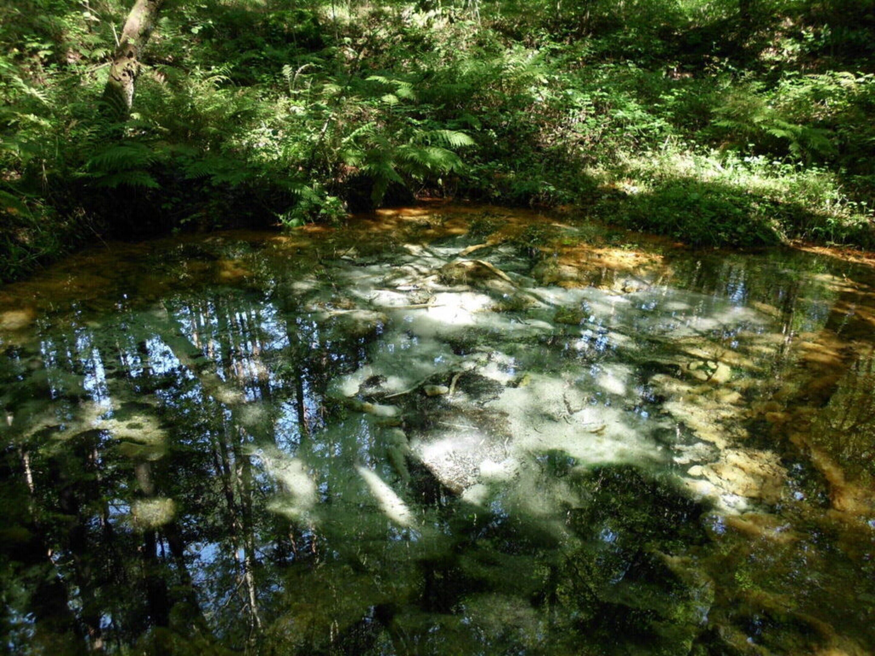 Une étendue d’eau naturelle entourée d’une végétation luxuriante.