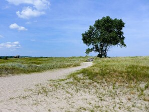 A sandy path leading to a solitary tree in a grassy field. - "residential Residence" Modern Retreat (Kellenhusen)