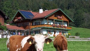 Ein großes Haus mit Balkon, geschmückt mit Blumen, umgeben von einer Wiese mit Kühen.