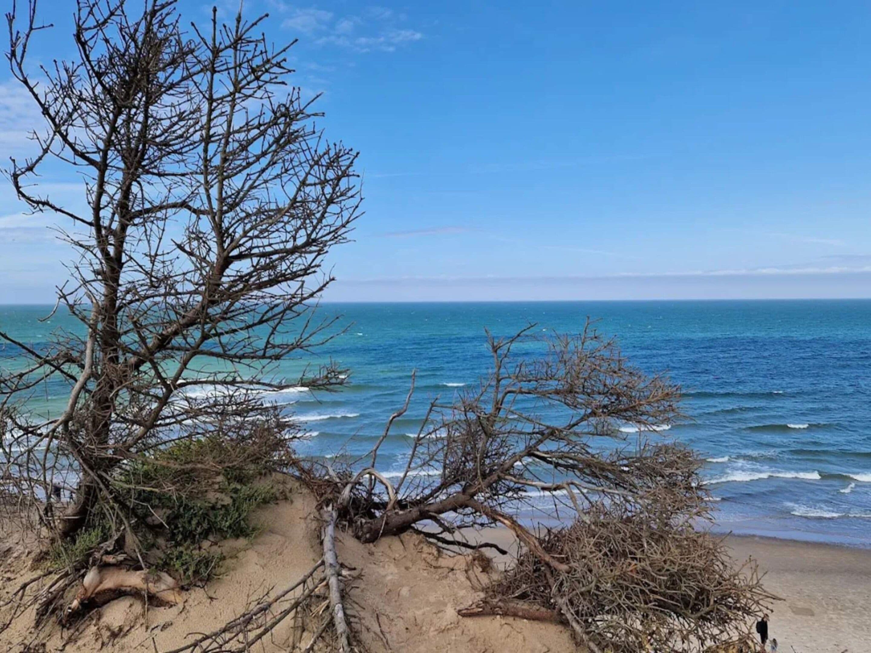 Uma praia com uma árvore grande em primeiro plano e o oceano ao fundo.