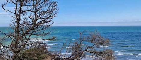 Uma praia com uma árvore grande em primeiro plano e o oceano ao fundo.