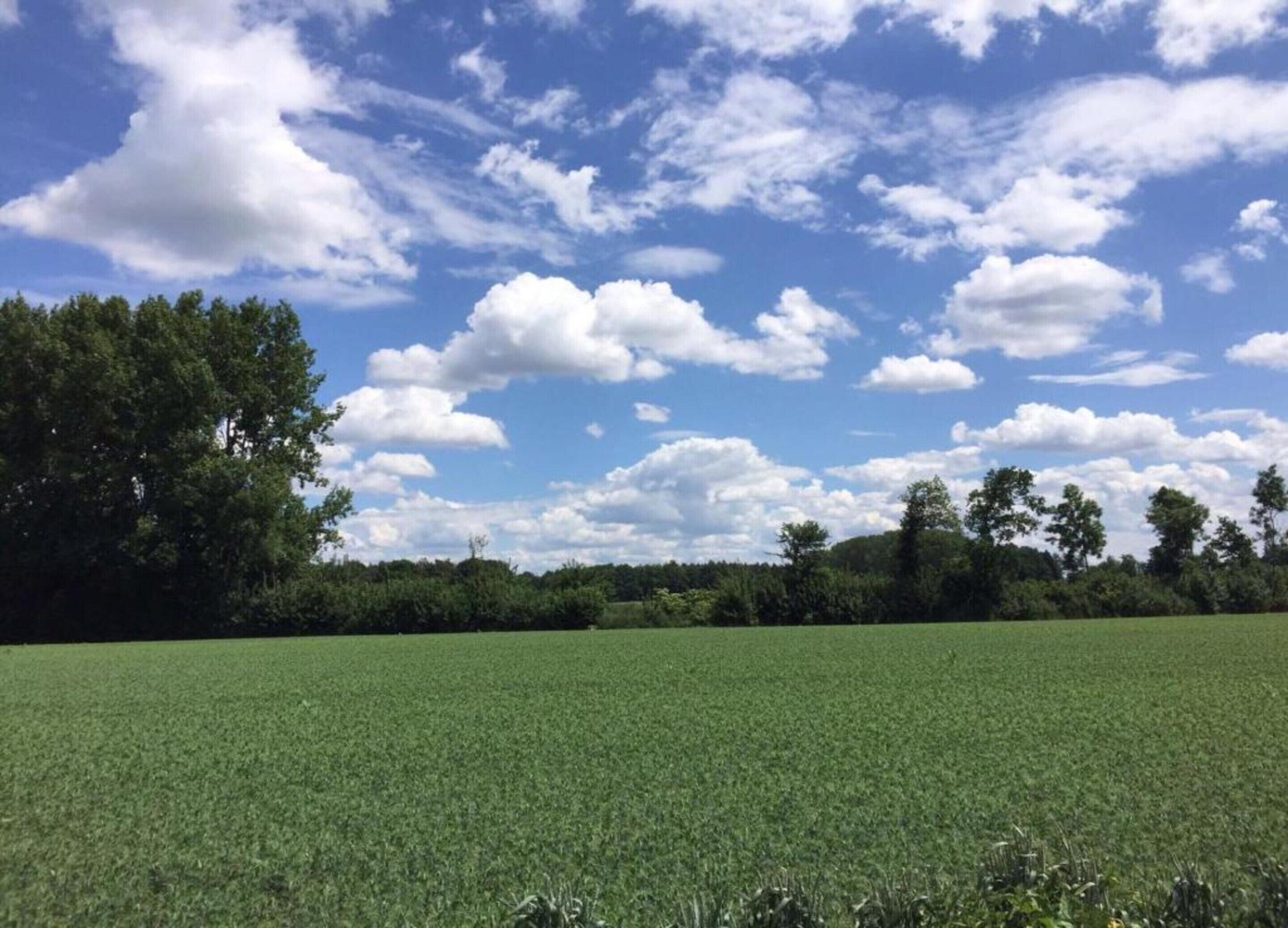 A field with a line of trees in the background under a partly cloudy sky.