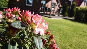 A house with a covered patio and a garden with pink flowers. - Holiday Home Nispel 2 (Dornum)