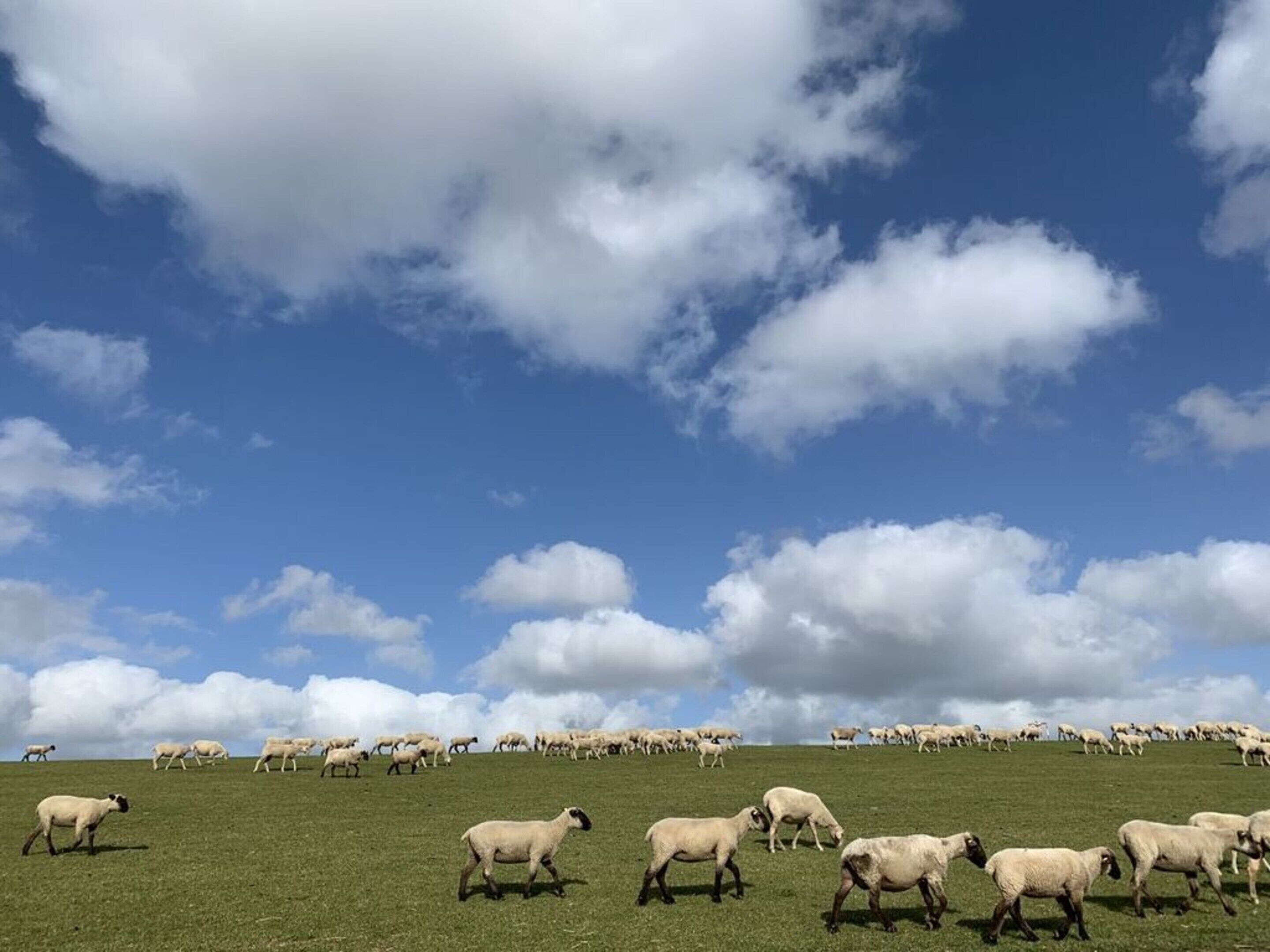 A large flock of sheep grazing on a grassy hill under a partly cloudy sky.