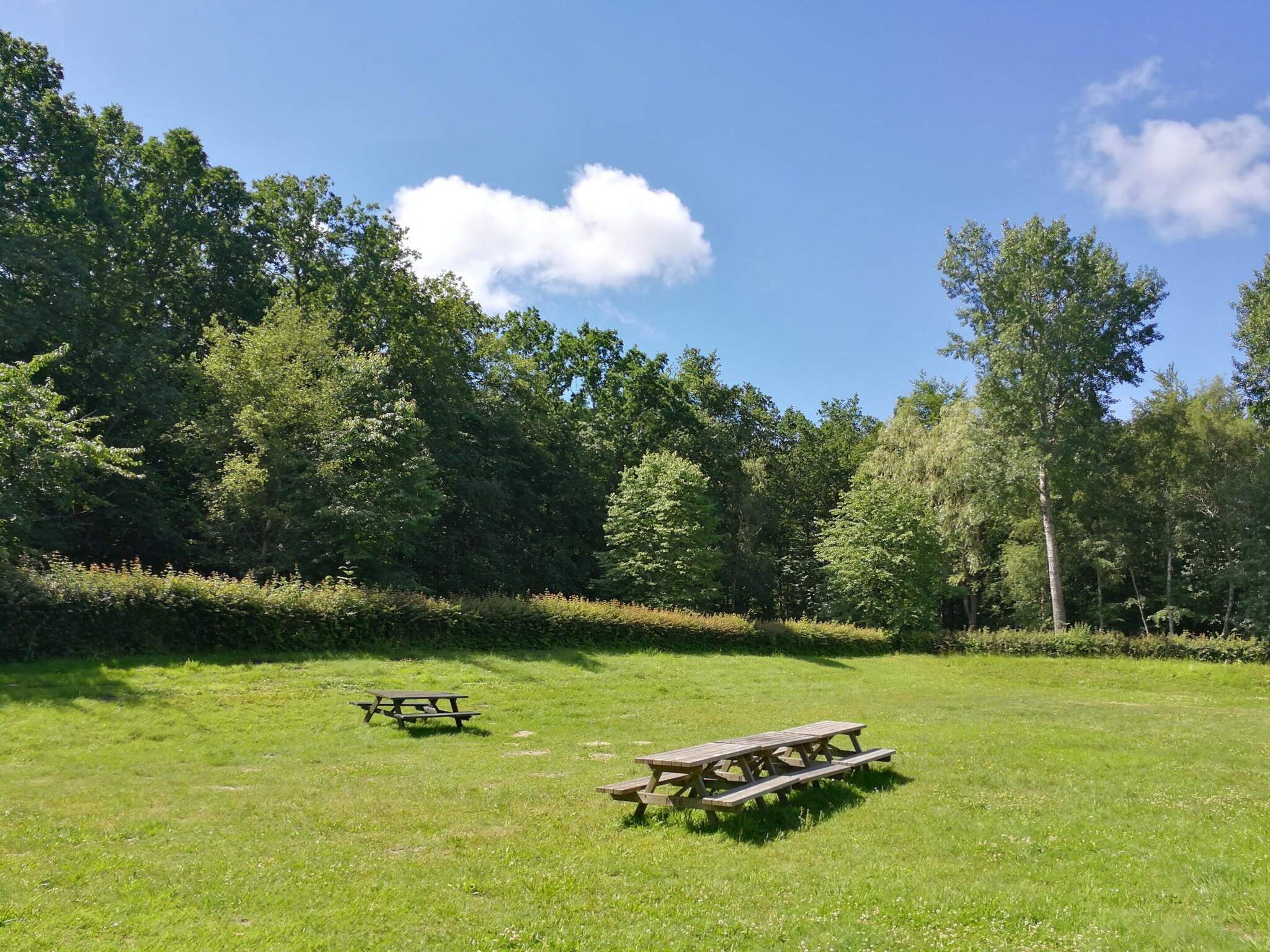 Een grasveld met twee picknicktafels en dichte bomen op de achtergrond.