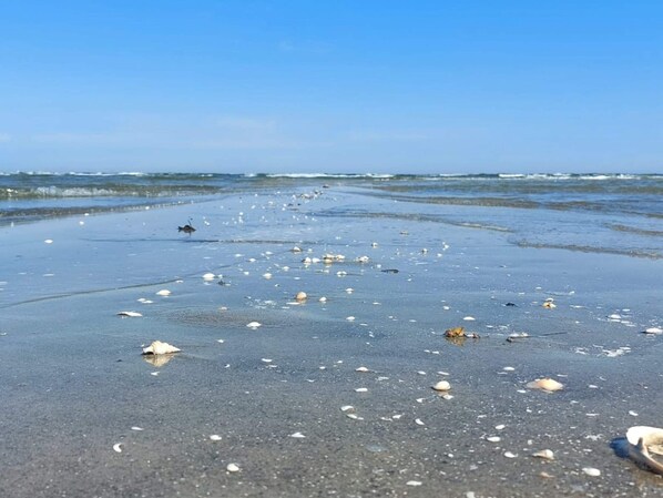 A beach with scattered seashells and a bird in the distance. - 6 Person Holiday Home in Hals (Hals)