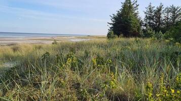 A coastal landscape with tall grasses and trees, a beach in the background, and a wooden bench in the foreground.