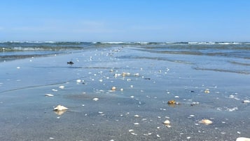 A beach with scattered seashells and a bird in the distance.