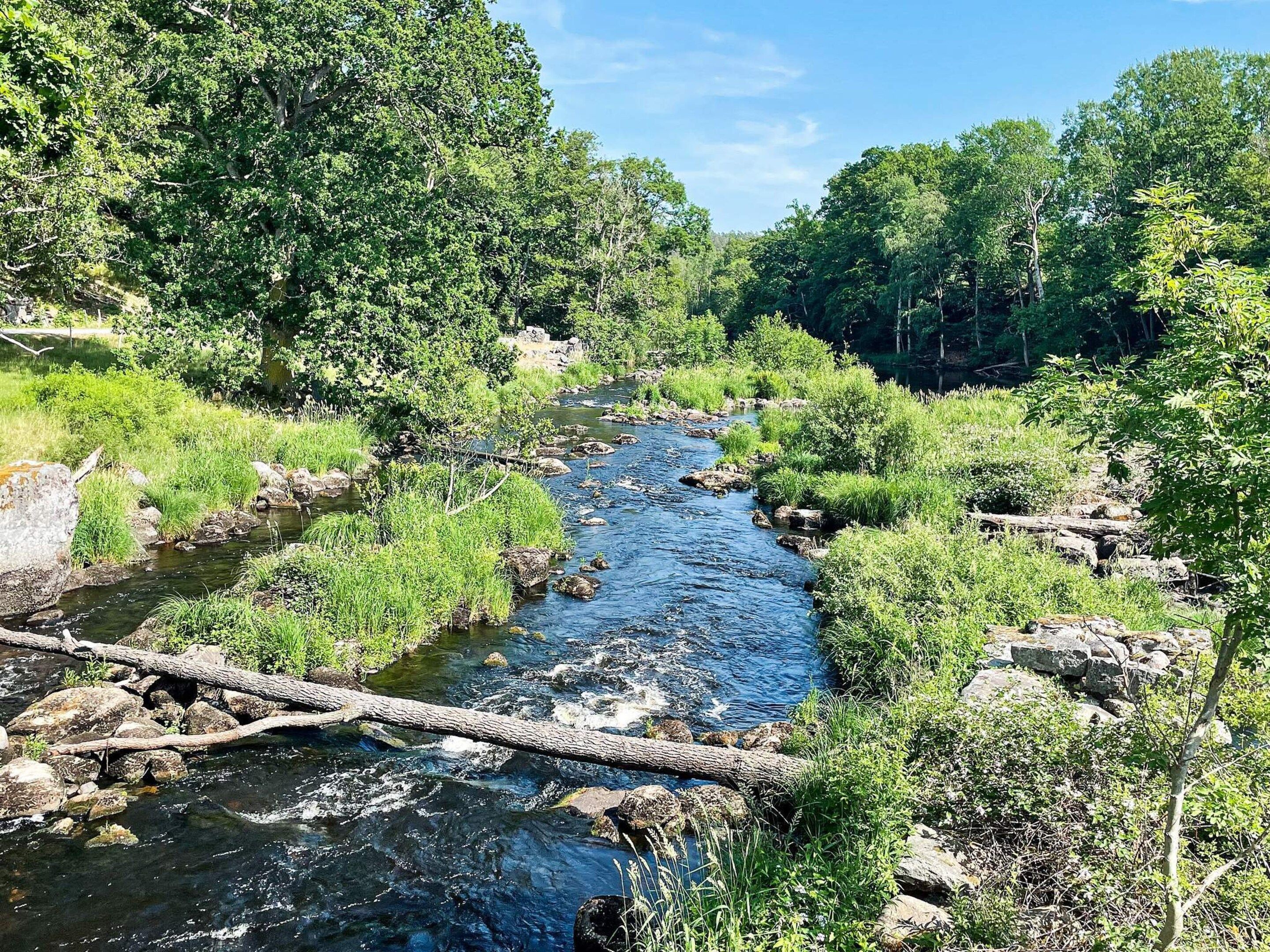A river flowing through a forested area with rocks and vegetation.