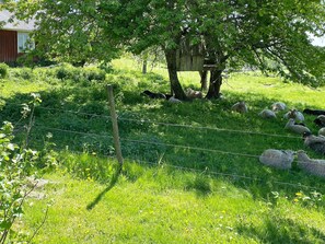 A rural landscape with a fenced area, a tree, and sheep. - 4 Person Holiday Home in Anneby (Aneby)